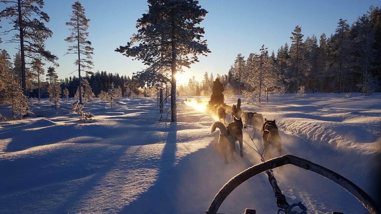 hunspann i vinterlandskap