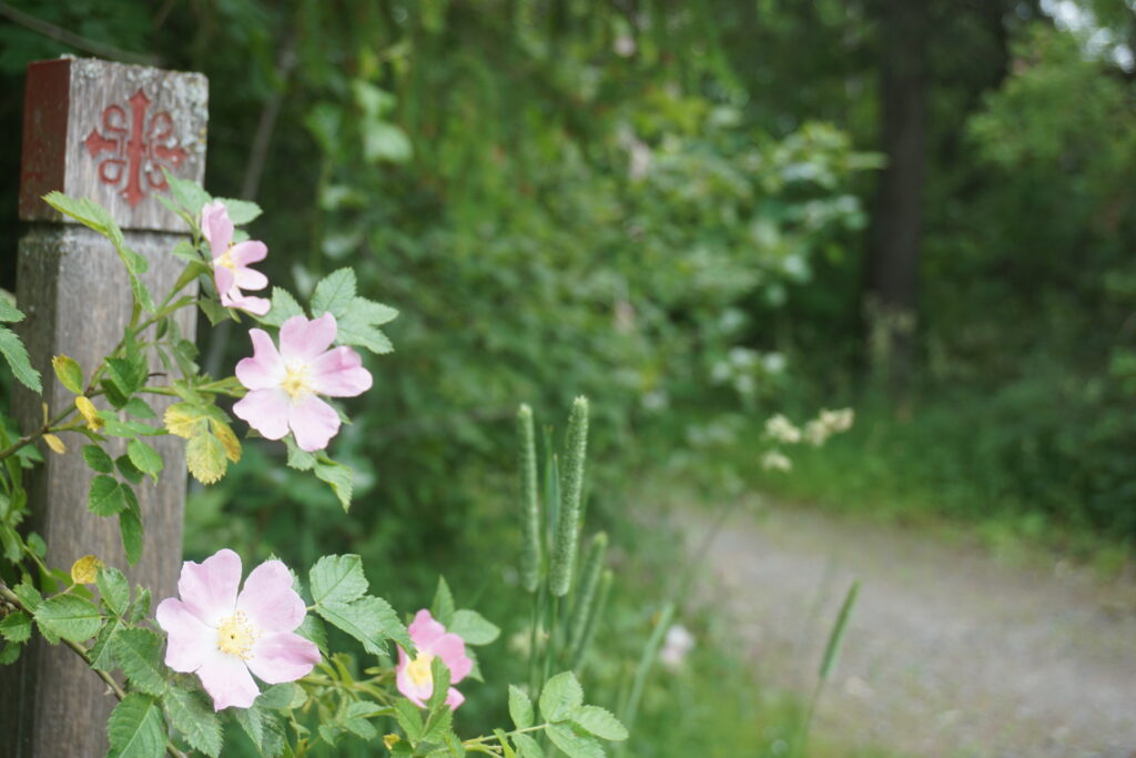 Rosa vildrosor klättrar längs en väderbiten trästolpe vid en grönskande skogsstig som slingrar sig bort i bakgrunden