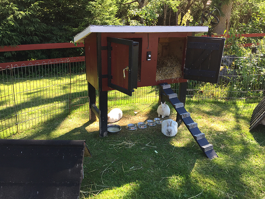 Kaniner på Stadsbondgården i Kristinehamn