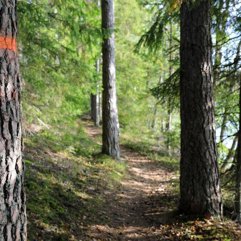 en stig går mellan några barrträd