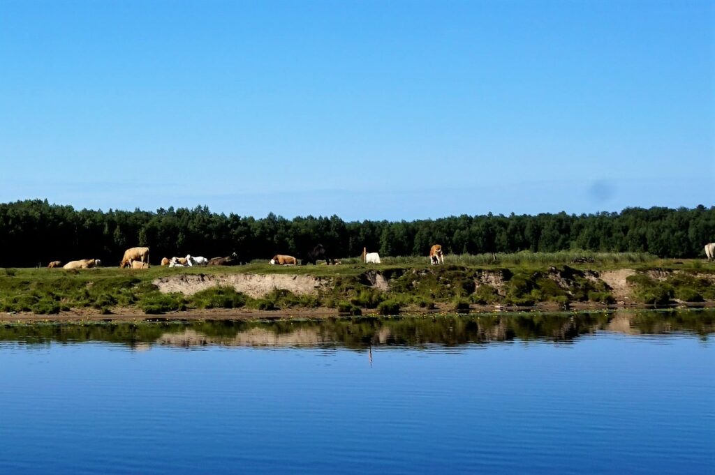kossor betar längs med en älv