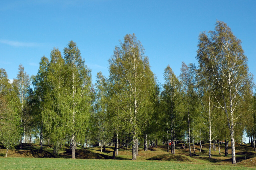Gravkullar och björkar