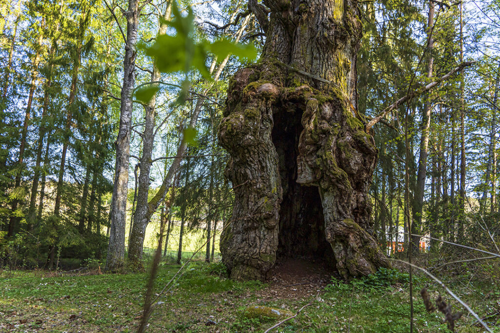 Stora, ihåliga häggvikseken